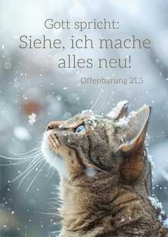 Jahreslosung 2026 - Postkarten "Katze" 12 Stück Jahreslosung 2026 - Postkarten "Katze" 12 Stück