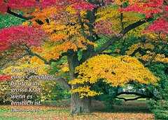 Postkarten Bunte Herbstbäume, 6 Stück