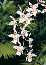 Faltkarten Orchideen, 5 Stück