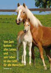 Postkarten: Von Gott kommt alles Leben, 4 Stück Postkarten: Von Gott kommt alles Leben, 4 Stück
