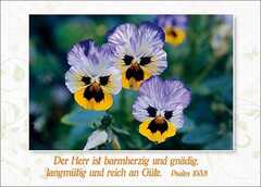 Postkarten Blumen, 6 Stück